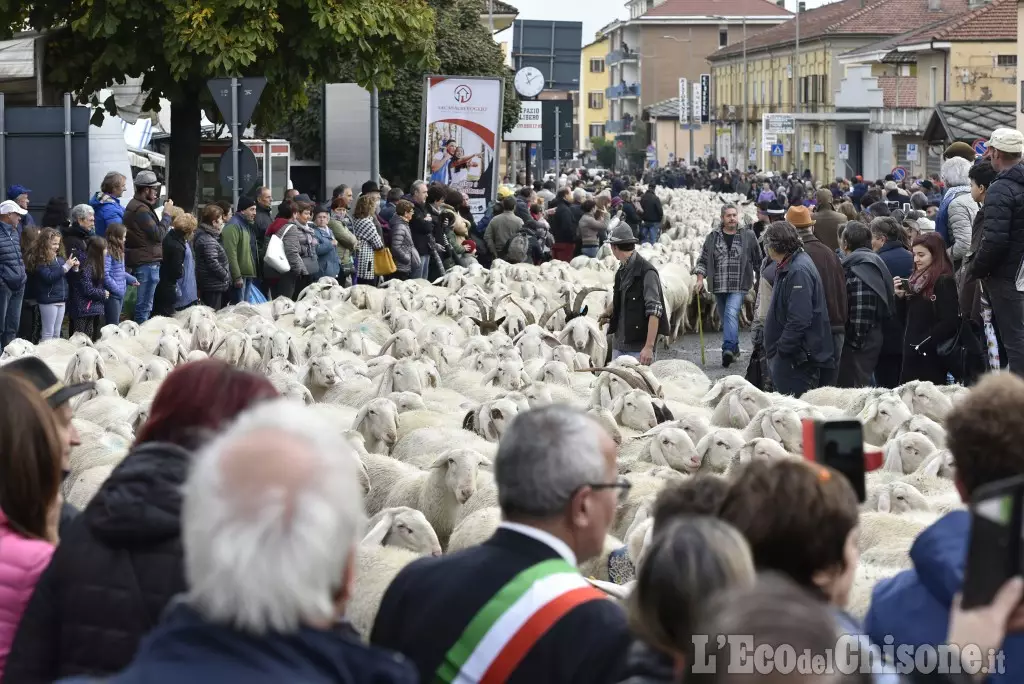 Gregge all'ingresso in paese il giorno della fiera